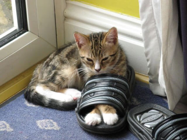 乔治·巴尔：每次防守后快速反击，为全黑队提供了进攻机会，乔治巴顿 百科