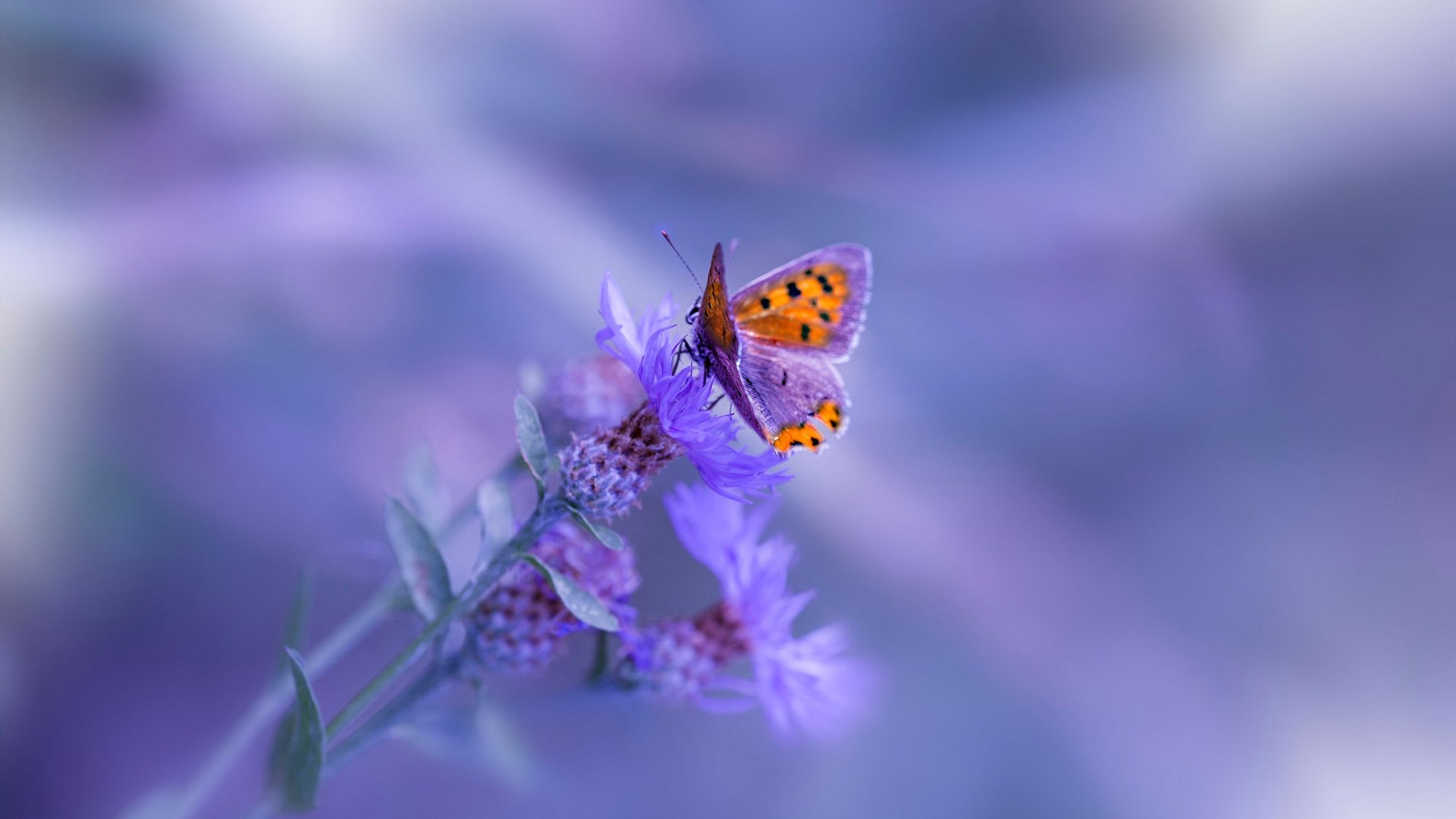 多国合作开启足球绿色环保城市建设,倡导低碳运动生活