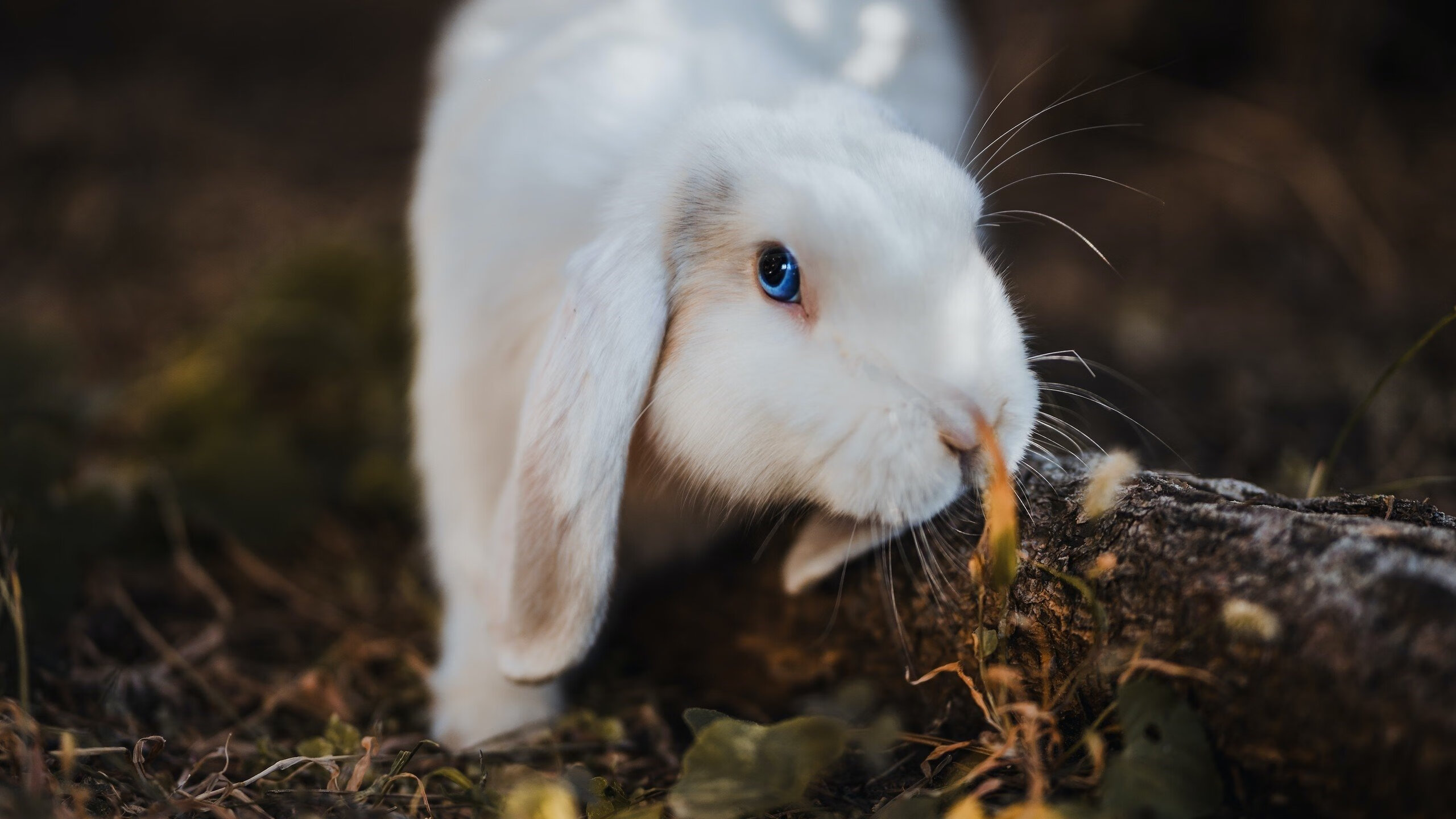 乐鱼体育app官网入口-意甲老牌球队青训回归计划，意甲老牌强队