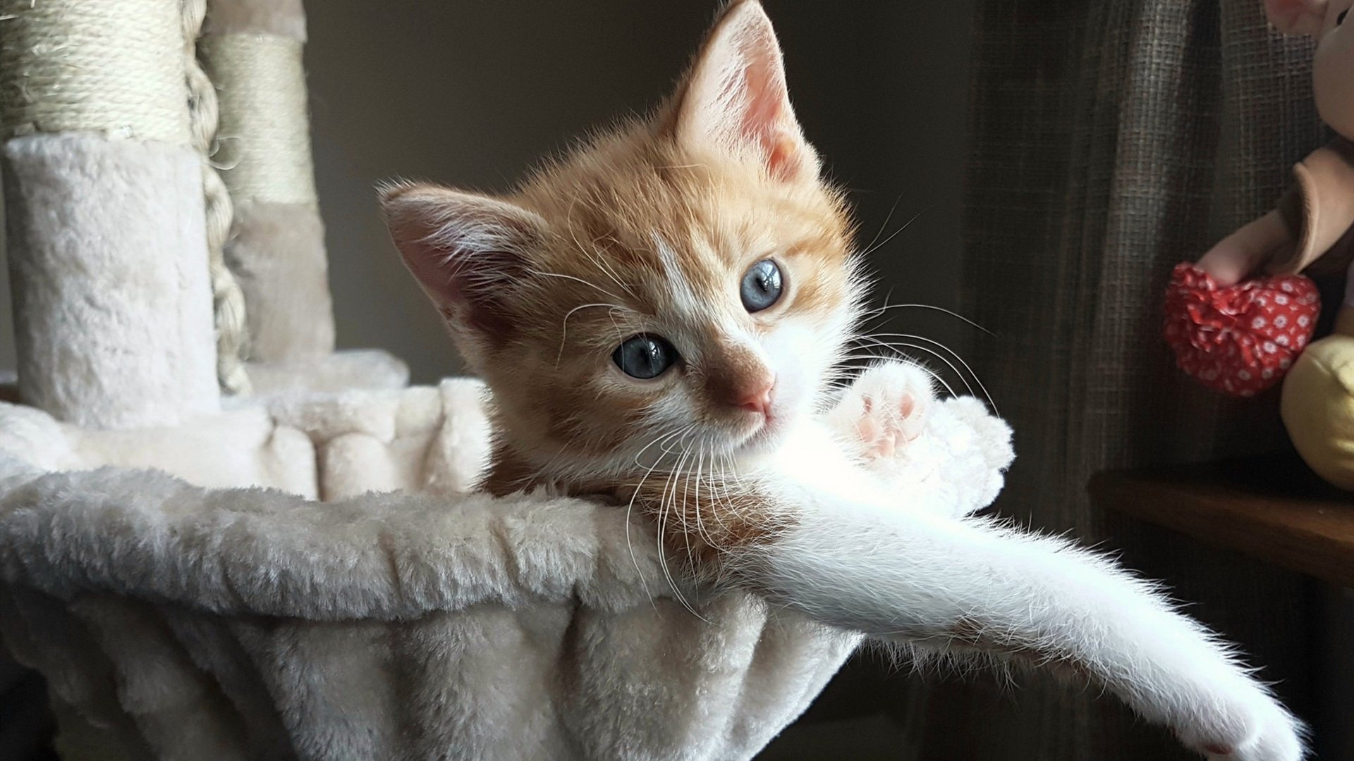 意甲老牌球队青训回归计划，意甲老牌强队