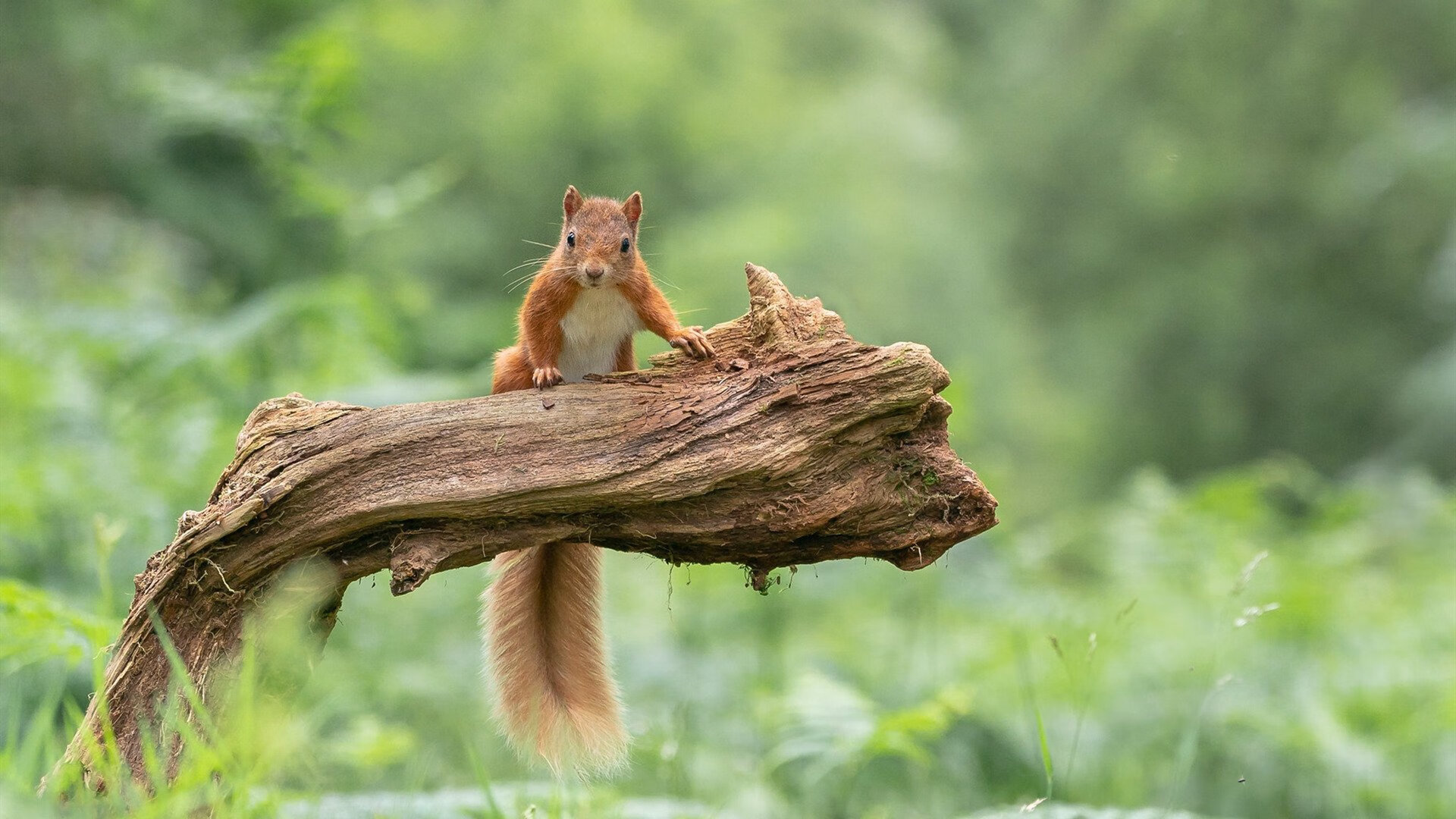 乐鱼体育地址-曼联绝杀切尔西终结不胜魔咒，曼联vs切尔西谁厉害