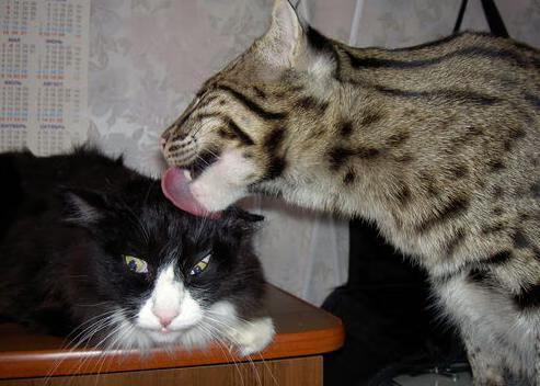 乐鱼体育官网优惠-自由泳预赛波兰选手全部晋级，自由泳国际比赛